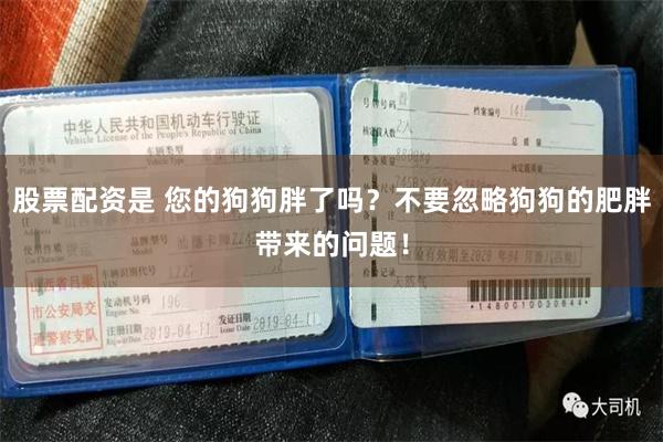 股票配资是 您的狗狗胖了吗？不要忽略狗狗的肥胖带来的问题！